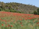 Nom du fichier=Haute_provence_champ_coquelicots.jpg
Taille du fichier=30Ko
Dimensions : 400x300
Ajouté le : 22 Octobre 2005 Haute_provence_champ_coquelicots.jpg