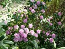 Rhododendron_2011.jpg