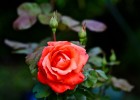 roses9-9-15_-_1.jpg