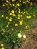 09-04-13-fleurs-jaunes3.jpg