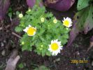 chrysanthemum_paludosum_1210.JPG