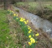 jonquilles_I4037.JPG