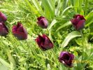 tulipes_noires_432.JPG