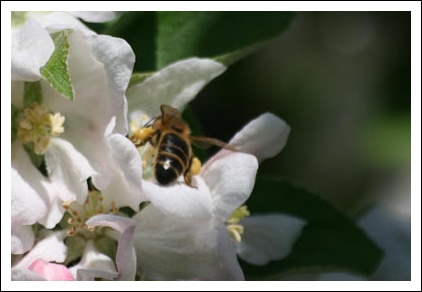 Abeille butineuse