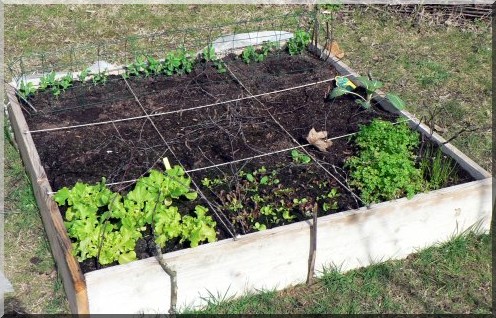 Potager en carrés